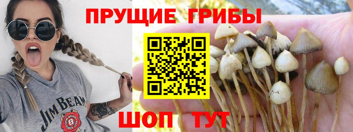 Псилоцибиновые грибы GOLDEN TEACHER  Вход с VPN  Карпинск 